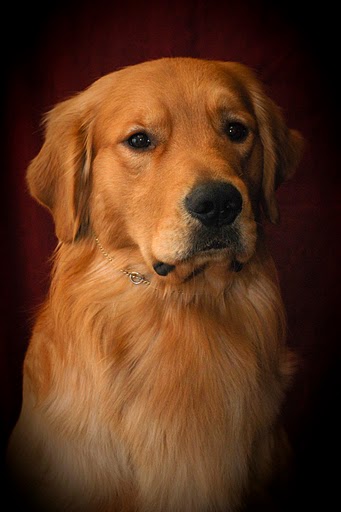 Ckc 2025 golden retriever